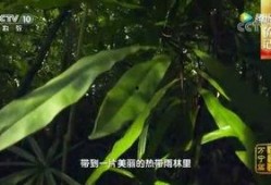 雨林爆料第二集视频播放,揭秘热带雨林的神秘面纱