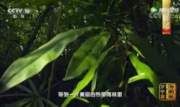 雨林爆料第二集视频播放,揭秘热带雨林的神秘面纱
