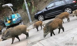 杭州高速野猪最新爆料,紧急应对保安全！