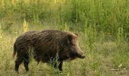 杭州高速野猪最新爆料,紧急应对保安全！