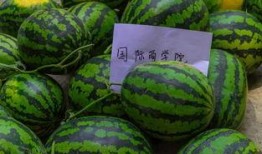 新人免费0元吃瓜,新人专享的吃瓜盛宴！