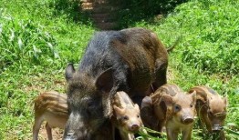 杭州高速野猪最新爆料,紧急应对保安全！