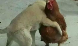 福清鸡哥爆料事件视频曝光,揭秘事件背后惊人真相