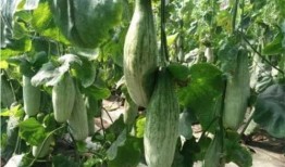 吃瓜网红前十名是谁