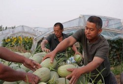 网红吃瓜吃到自己家,一场意外的“瓜田奇遇记”