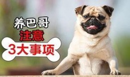 巴哥最新爆料视频播放,精彩瞬间一网打尽！