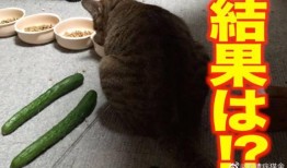 最新黄瓜爆料视频大全集,揭秘幕后真相与精彩瞬间