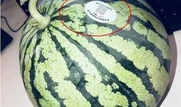 连云港网红吃瓜,揭秘网络热点的背后真相