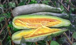 网红瓜都在哪里吃的啊,揭秘瓜界热门美食聚集地